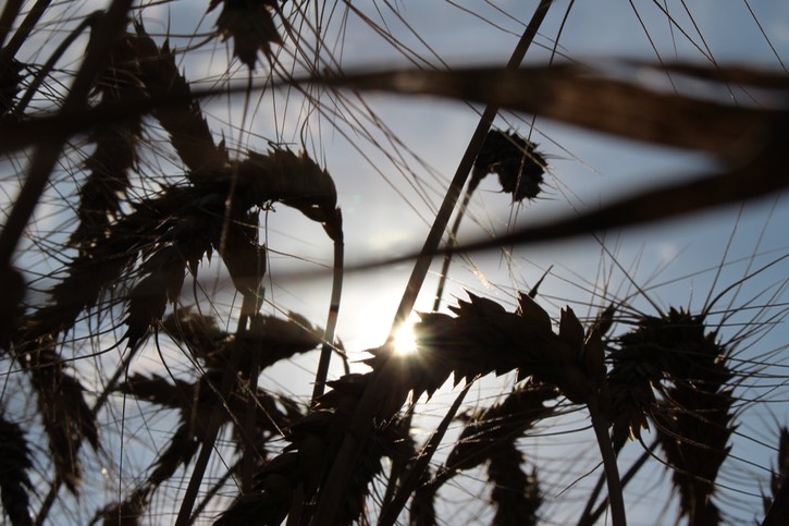 backlight