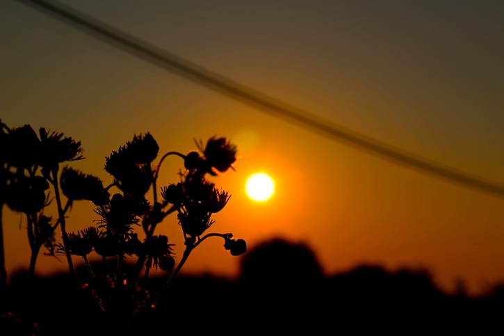 chamomile at dawn?