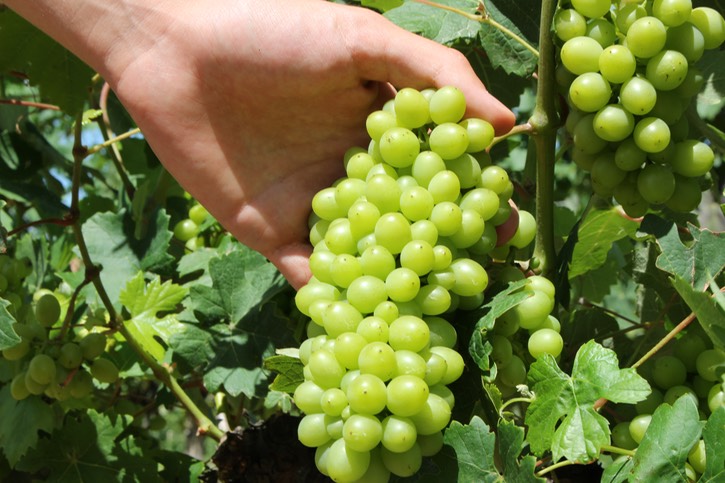 grape harvest