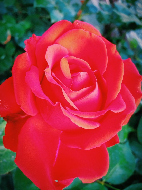 pink? no red