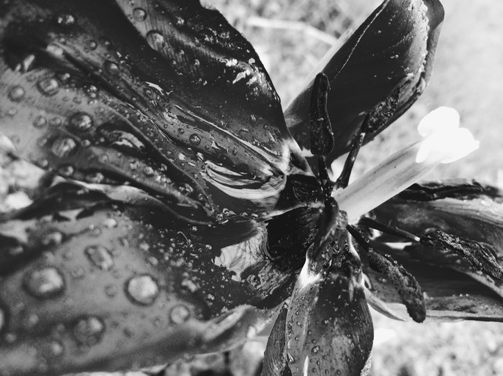 black and white