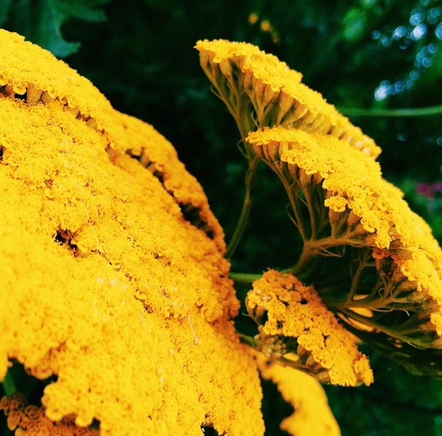 garden sun