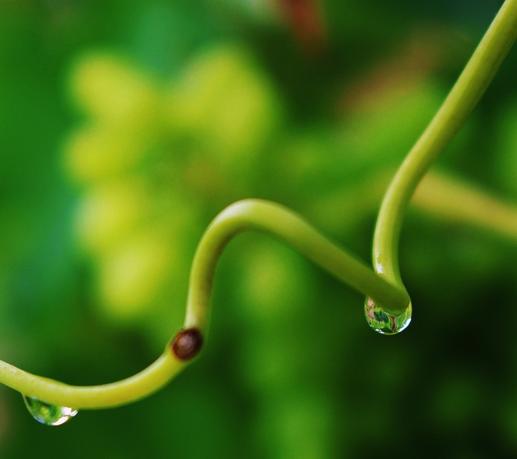the last drops